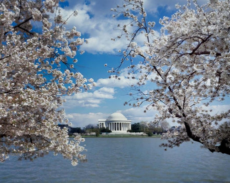 2021 Cherry Blossom Season is Here!