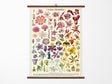 Cavallini Vintage School Chart - Flora Specimens
