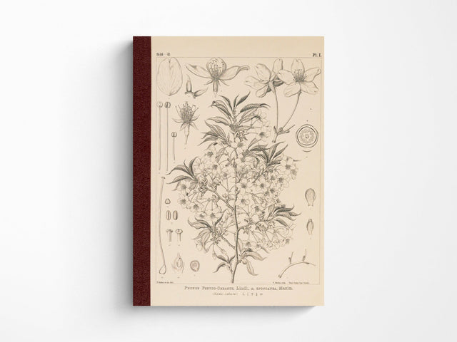 Tomitaro Makino: Hobonichi Graph Notebook A5 - Yamazakura